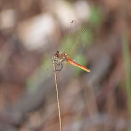 dsc_0668-standard.jpg