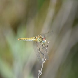 dsc_0701-standard.jpg