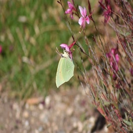 dsc_0722-standard.jpg