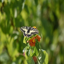 dsc_0727-standard.jpg