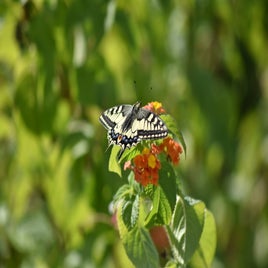 dsc_0733-standard.jpg