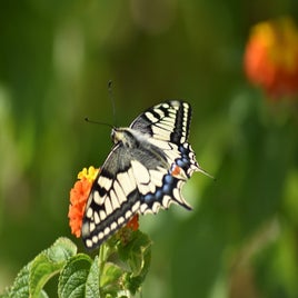 dsc_0755-standard.jpg