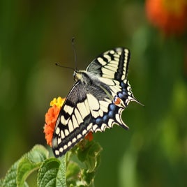 dsc_0758-standard.jpg