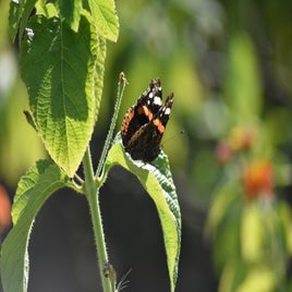 dsc_0775-standard.jpg