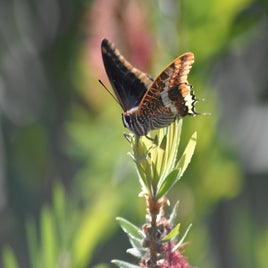 dsc_0797-standard.jpg
