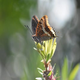 dsc_0805-standard.jpg