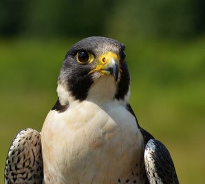 dsc_3192-faucon-p-lerin-flickr-jamia54-standard.jpg
