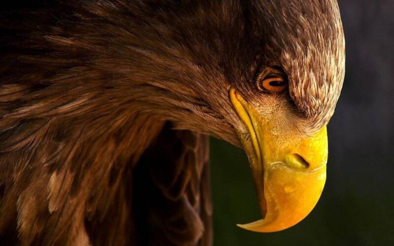 eagle-bird-beak-profile-standard.jpg