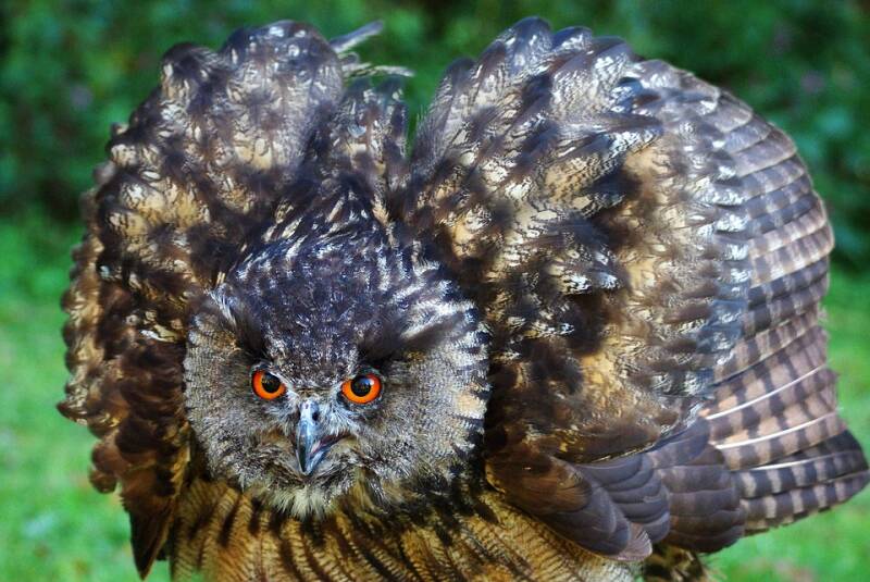 eagle-owl-1337089_960_720-standard.jpg