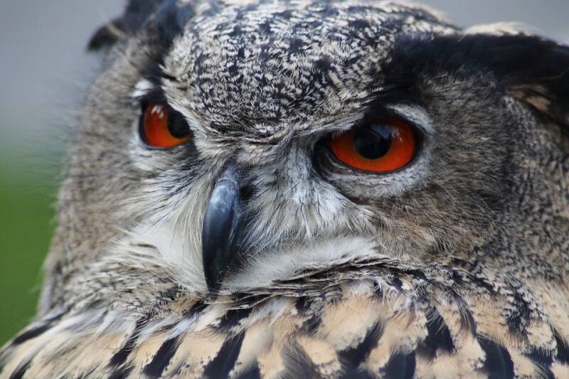 eagle-owl-184567_960_720-standard.jpg