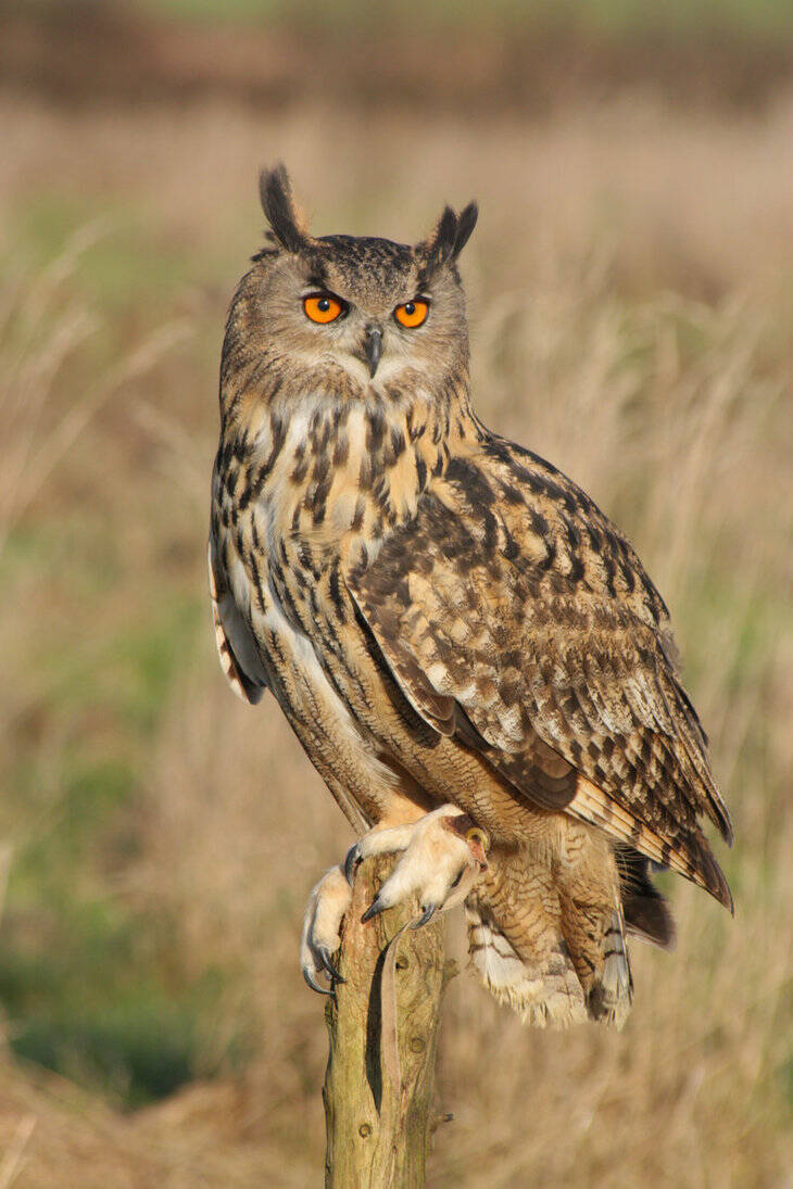 eagle_owl_portrait_by_anginelson-standard.jpg