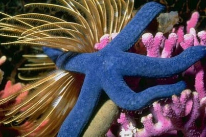 etoile_mer-bleue-standard.jpg