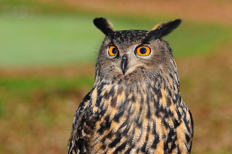 european-eagle-owl-2010346_960_720-standard.jpg
