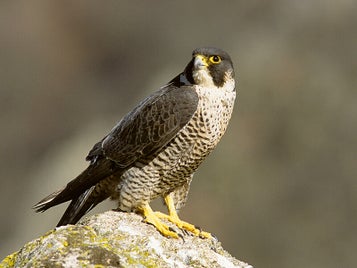 faucon-p-lerin-standard.jpg