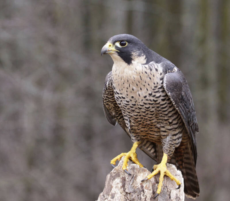 faucon_pelerin-standard.jpg