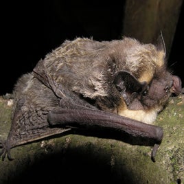 fehertorku-denever-vespertilio-murinus-standard.jpg