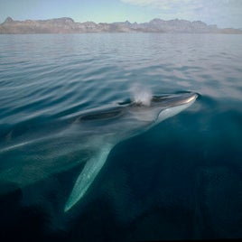 fin-whale-balaenoptera-physalus-flip-nicklin-standard.jpg
