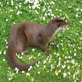 fischotter_lutra_lutra1-standard.jpg