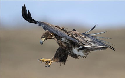 flight-of-the-eagle-standard.jpg