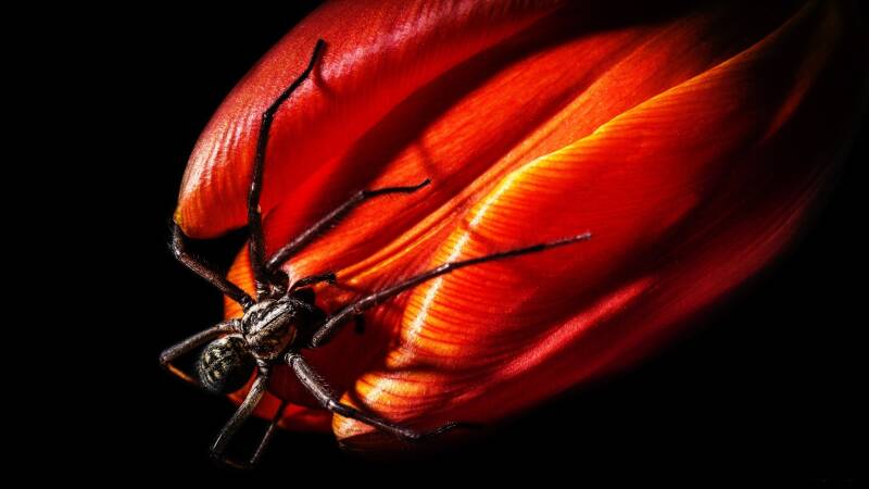 fond-cran-araign-e-sur-une-tulipe-standard-3gzlse.jpg