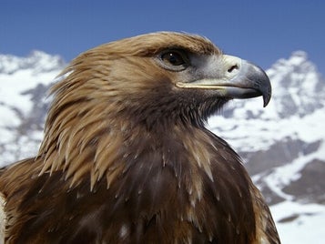 fond-ecran-profil-daigle-standard.jpg