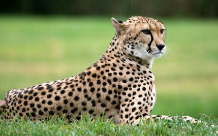 fonds-ecran-guepard-1-standard.jpg