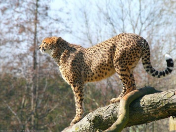 fonds-ecran-guepard-2-standard.jpg