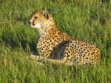 fonds-ecran-guepard-3-standard-h3oeq6.jpg