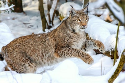 fonds-ecran-lynx-10-standard.jpg