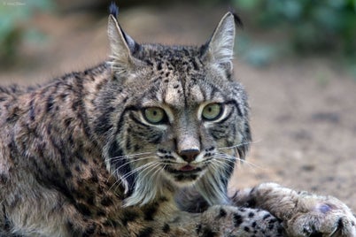 fonds-ecran-lynx-15-standard.jpg