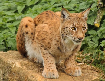 fonds-ecran-lynx-16-standard-kntjxt.jpg