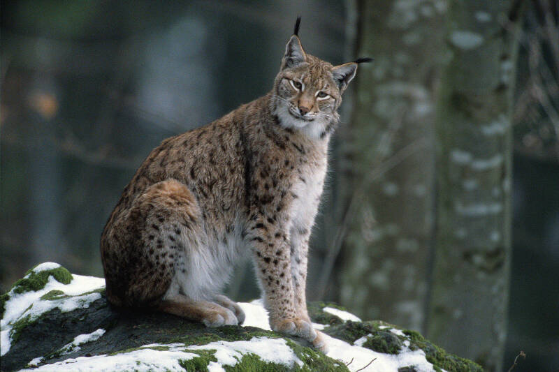 fonds-ecran-lynx-18-standard.jpg