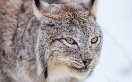 fonds-ecran-lynx-9-standard.jpg