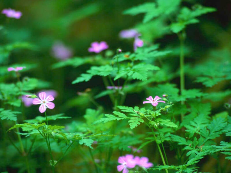 forest-flowers-standard.jpg