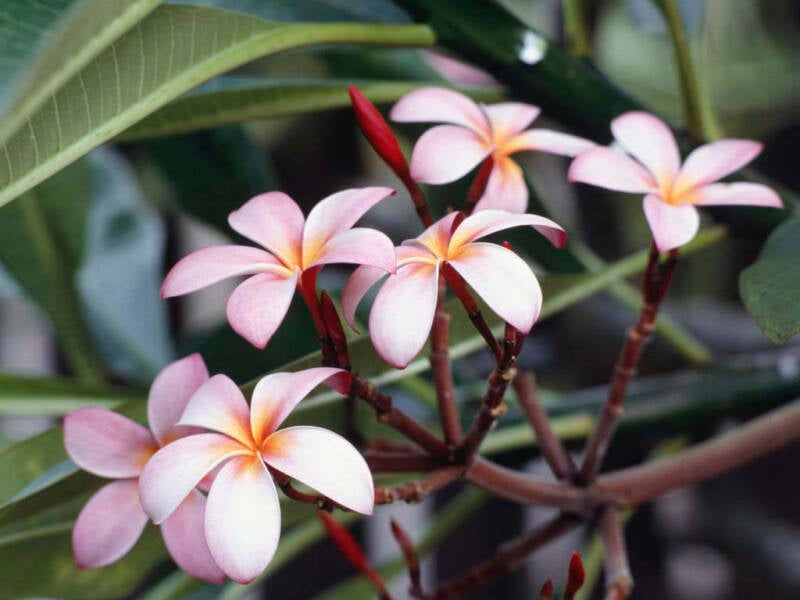 frangipani-flowers-standard.jpg