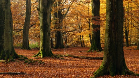 fresh_jungle_nature_scenery_theme_desktop_wallpaper_04_1920x1080-standard.jpg