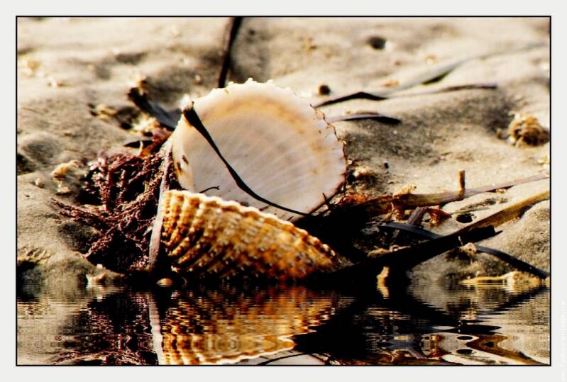 galerie-membre-sable-coquillage-standard.jpg