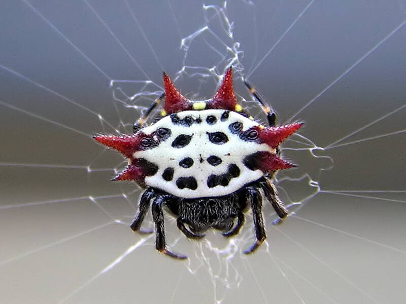 gasteracantha_cancriformis_2-standard-skj9rr.jpg