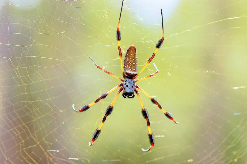 golden-silk-spider-nephila-clavipes-standard.jpg