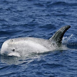 grampus_griseus_1-standard.jpg