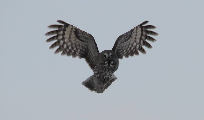 great-grey-owl-1627538_960_720-standard.jpg