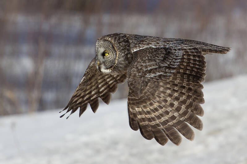 great-grey-owl-flying-standard.jpg