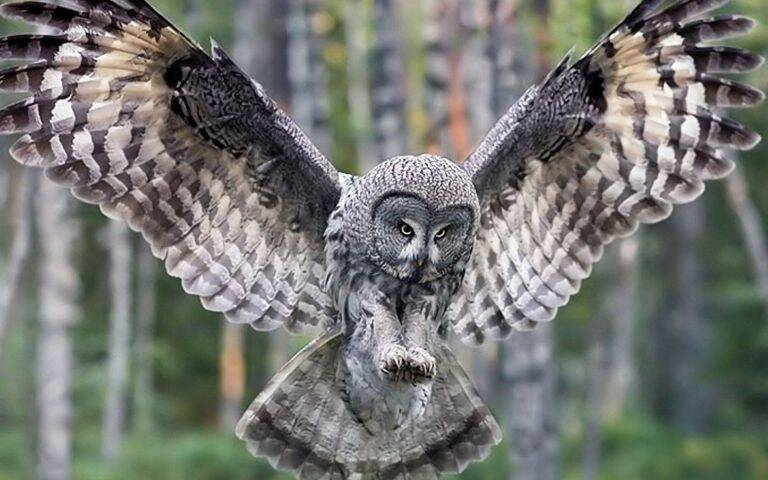 great-grey-owl-wallpaper-768x480-standard.jpg