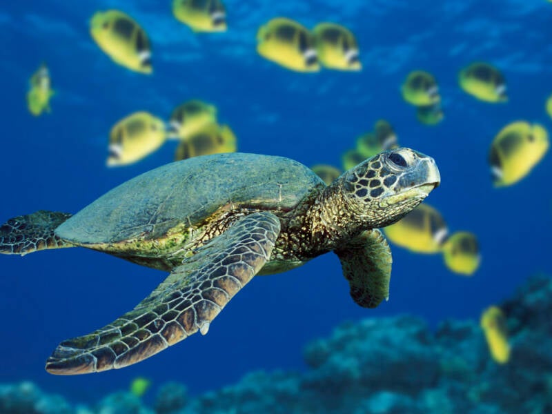 green-sea-turtle-standard.jpg