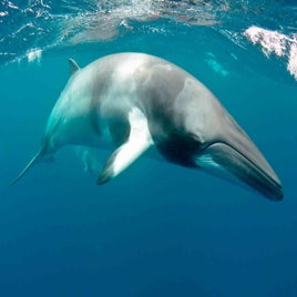 hon-bcurnock-matt1-dwarf-minke-whale-111-standard.jpg