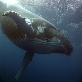 humpback9-standard.jpg