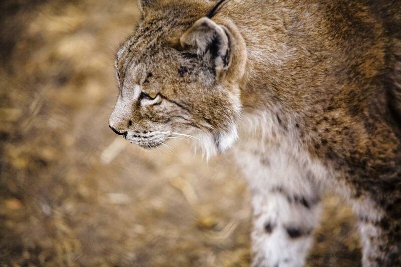 iberian-lynx-1203999_960_720-standard.jpg