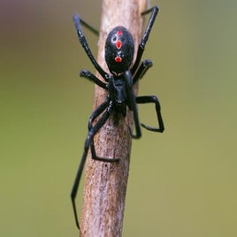 ih372-latrodectus-mactans-standard.jpg