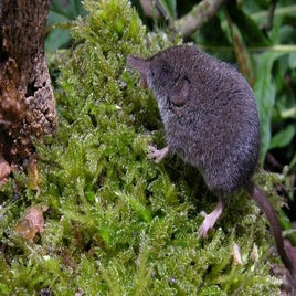 jcs-sorex-minutus-34205-standard.jpg