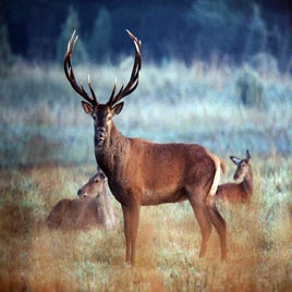 jelen-cervus-elaphus-standard.jpg